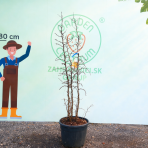 Jujuba - Čínská datla (Ziziphus jujuba) ´ABONDANCE´ - výška 220-210 cm, kont. C70L (-20°C)